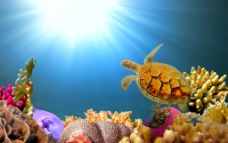 金色乌龟海底世界图片