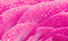 粉玫瑰水珠水滴特写图片