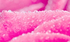 粉玫瑰水珠水滴特写图片