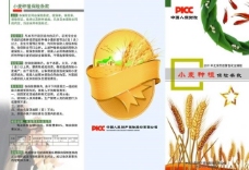 小麦农业保险彩页图片