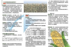玉米农业保险彩页图片