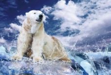 北极熊商业摄影图片