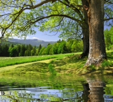 绿树蓝天白云绿野河水大树图片