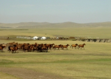 草原牧歌草原马群与蒙古包图片