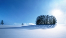 白雪绿树图片