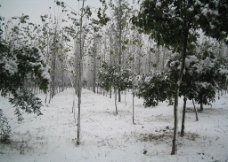 雪中树图片