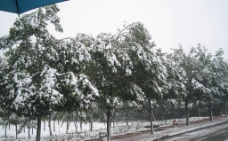 雪压树图片