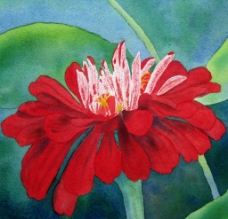 百日菊 花卉油画图片