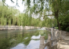 护城河 垂柳图片