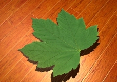 3D树叶图片