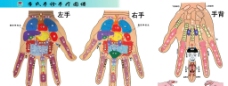 手部解剖图图片