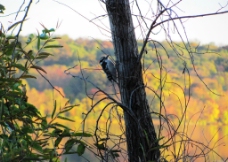 山谷里的啄木鸟图片
