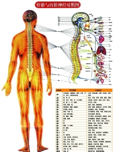骨骼与内脏神经对照图图片