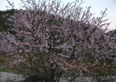 桃花园图片