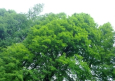 绿树绿绿的树顶图片