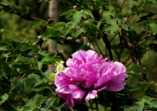 西安世园紫斑牡丹王图片