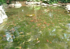 金鱼池图片