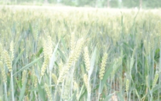 小麦丰收的麦田图片