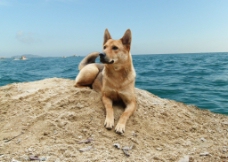 狗与大海图片