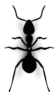 蚂蚁 矢量图图片