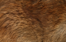 毛皮动物皮毛纹理图片