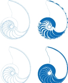 海螺剖面图图片