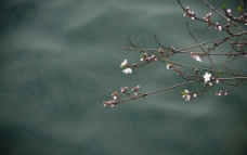 花与湖水图片