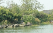 湿地绿景图片